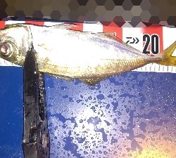 メバリング&アジング